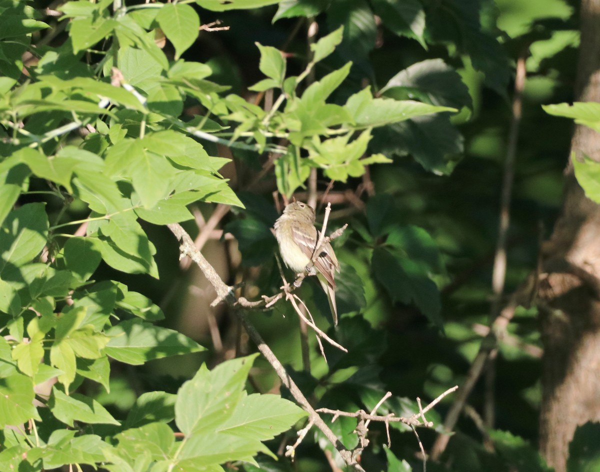 Yellow-bellied Flycatcher - ML474607801