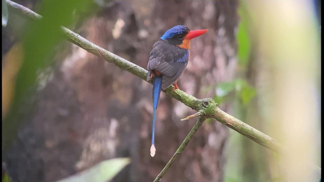 Red-breasted Paradise-Kingfisher - ML474608081