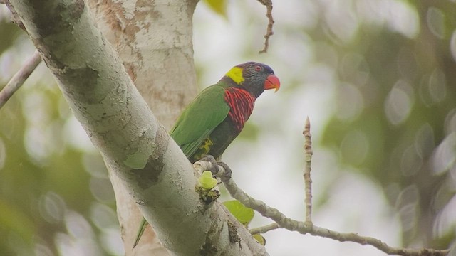 新幾內亞彩虹吸蜜鸚鵡 - ML474608371