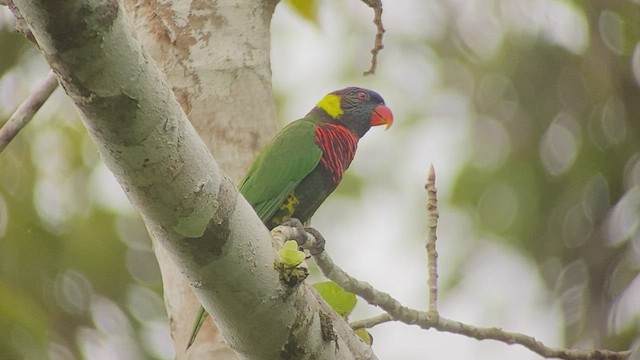 Лорікет веселковий - ML474608371