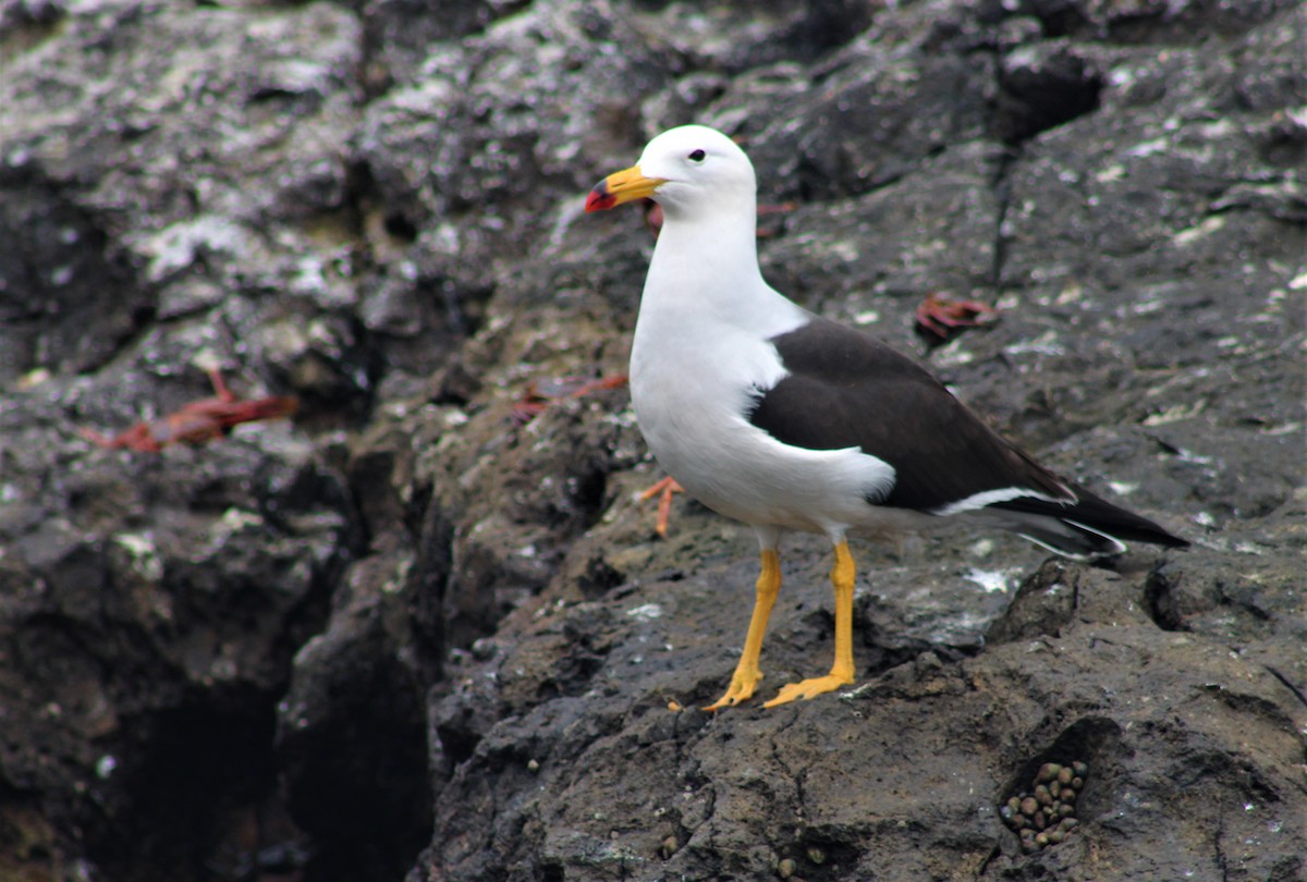 Belcher's Gull - ML474608501