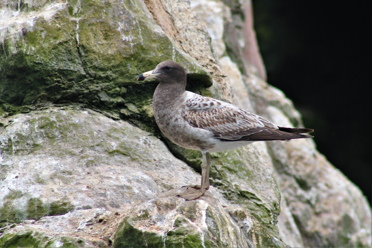 Belcher's Gull - ML474608581