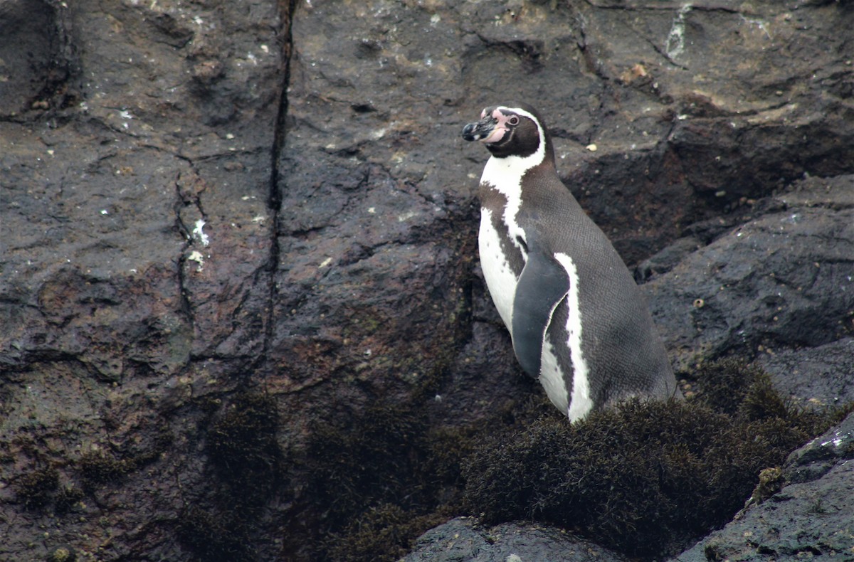 Humboldt Penguin - ML474609171