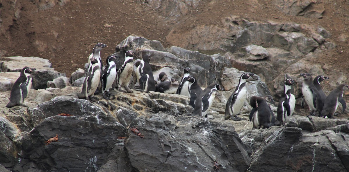 Humboldt Penguin - ML474609221