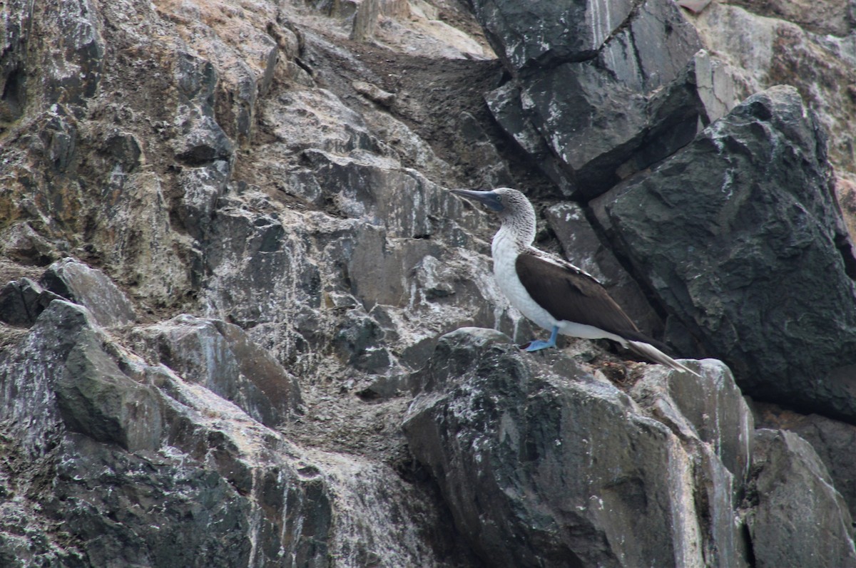 Blue-footed Booby - ML474609441