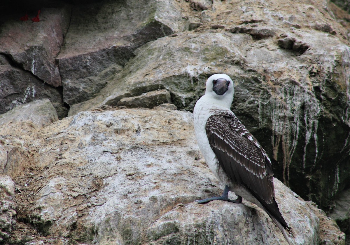 Peruvian Booby - ML474609511