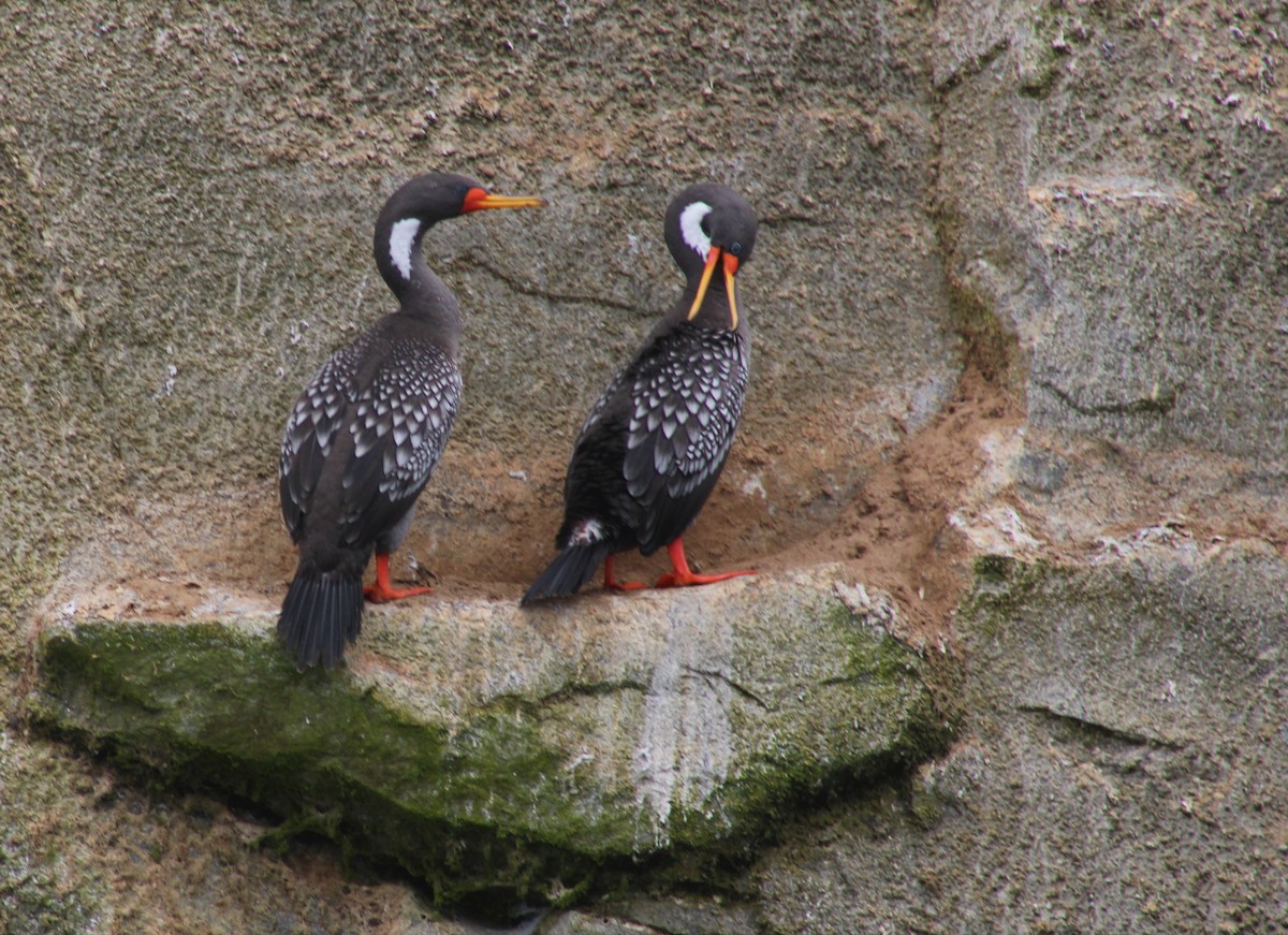 Red-legged Cormorant - Omar Custodio - CORBIDI