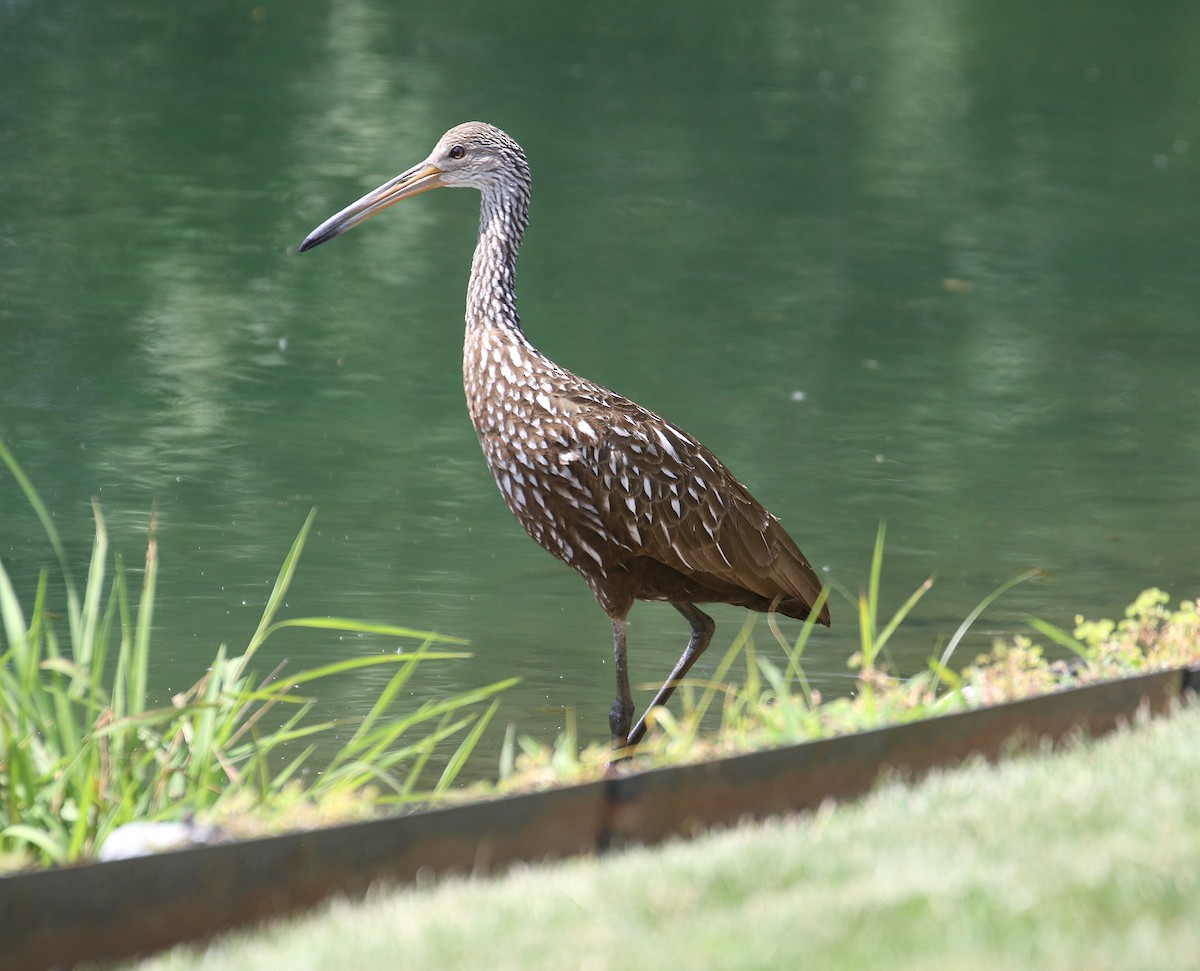 Limpkin - John Dixon