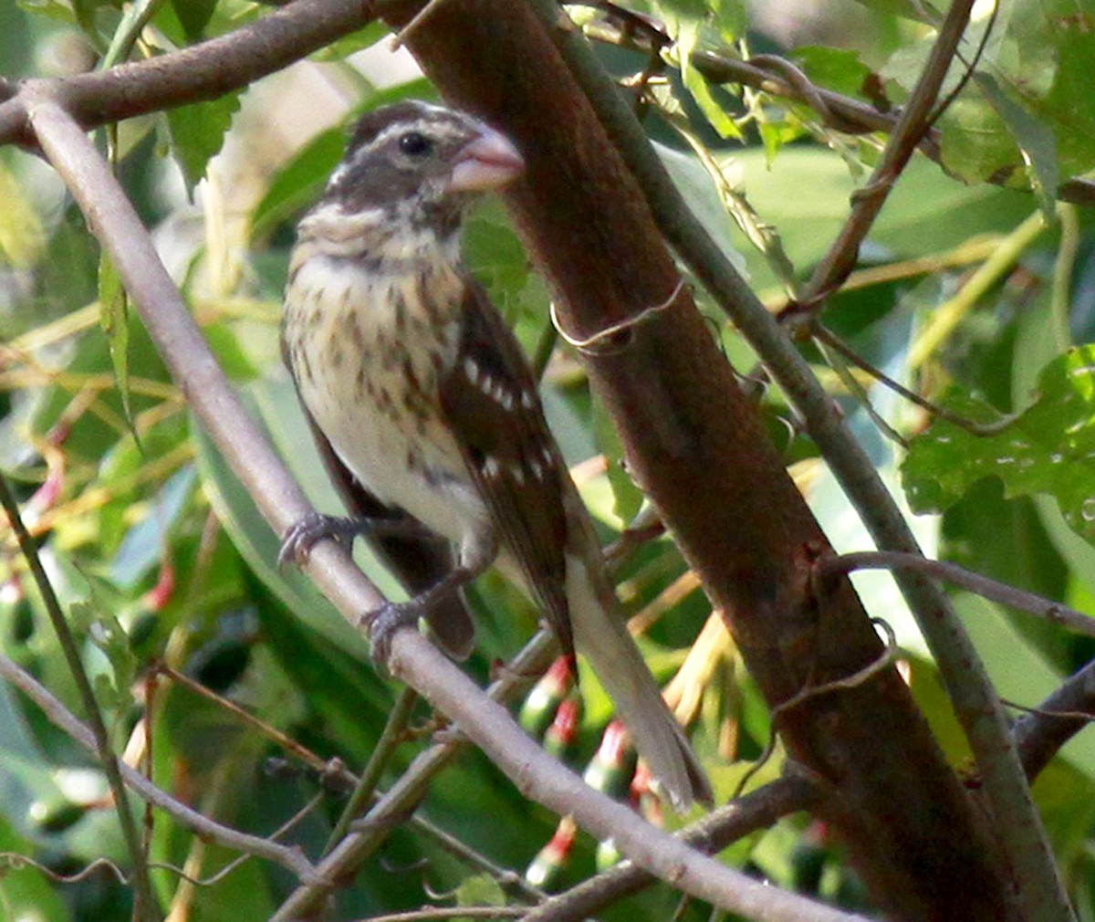 Rose-breasted Grosbeak - Freddy Camara