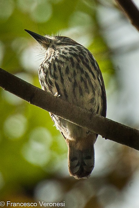 Lanceolated Monklet - ML474609791