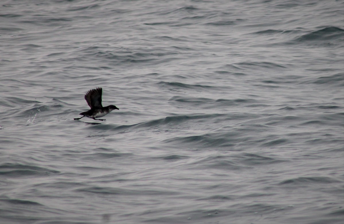 Peruvian Diving-Petrel - ML474610071