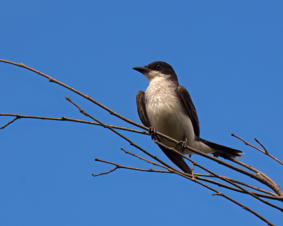 Eastern Kingbird - Tom Momeyer