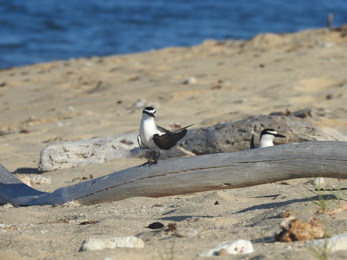 Sooty/Bridled Tern - Julio Araujo