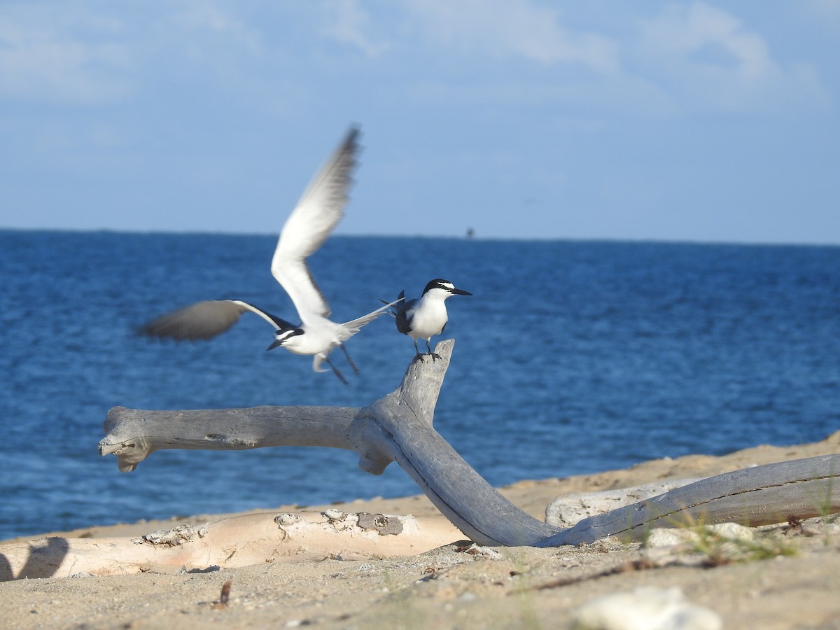 Sooty/Bridled Tern - Julio Araujo