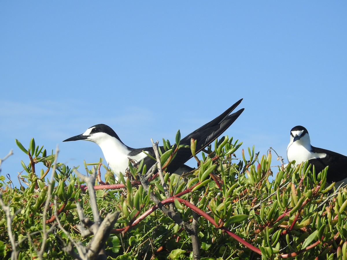 Sooty/Bridled Tern - Julio Araujo