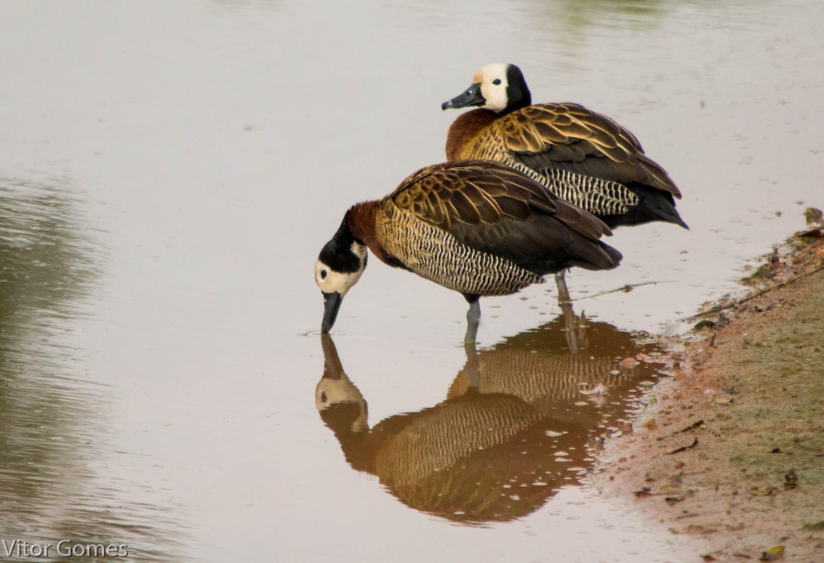 White-faced Whistling-Duck - ML47461111