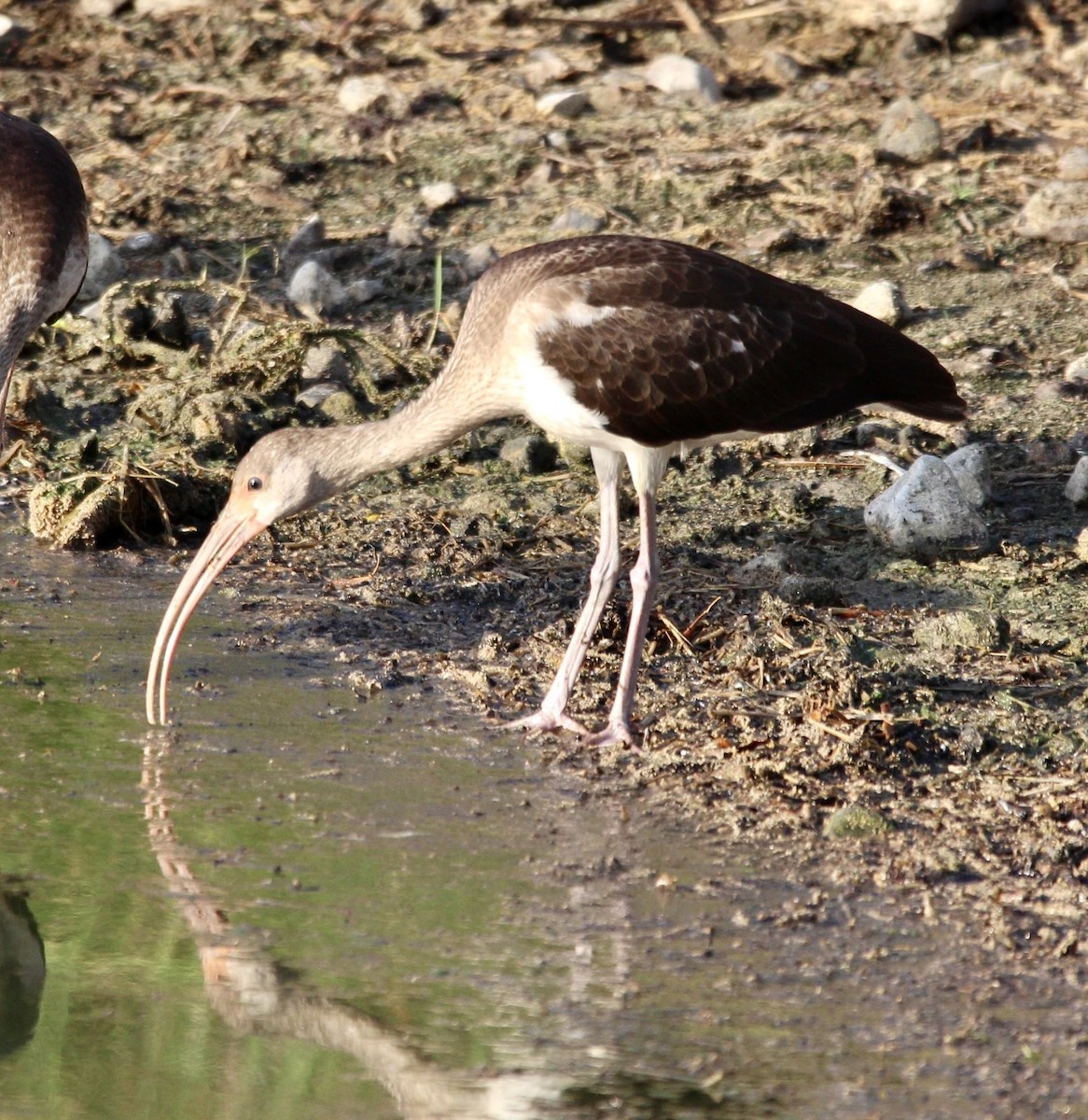 Ibis Blanco - ML474611531