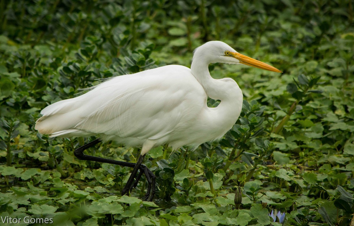 Great Egret - ML47461201