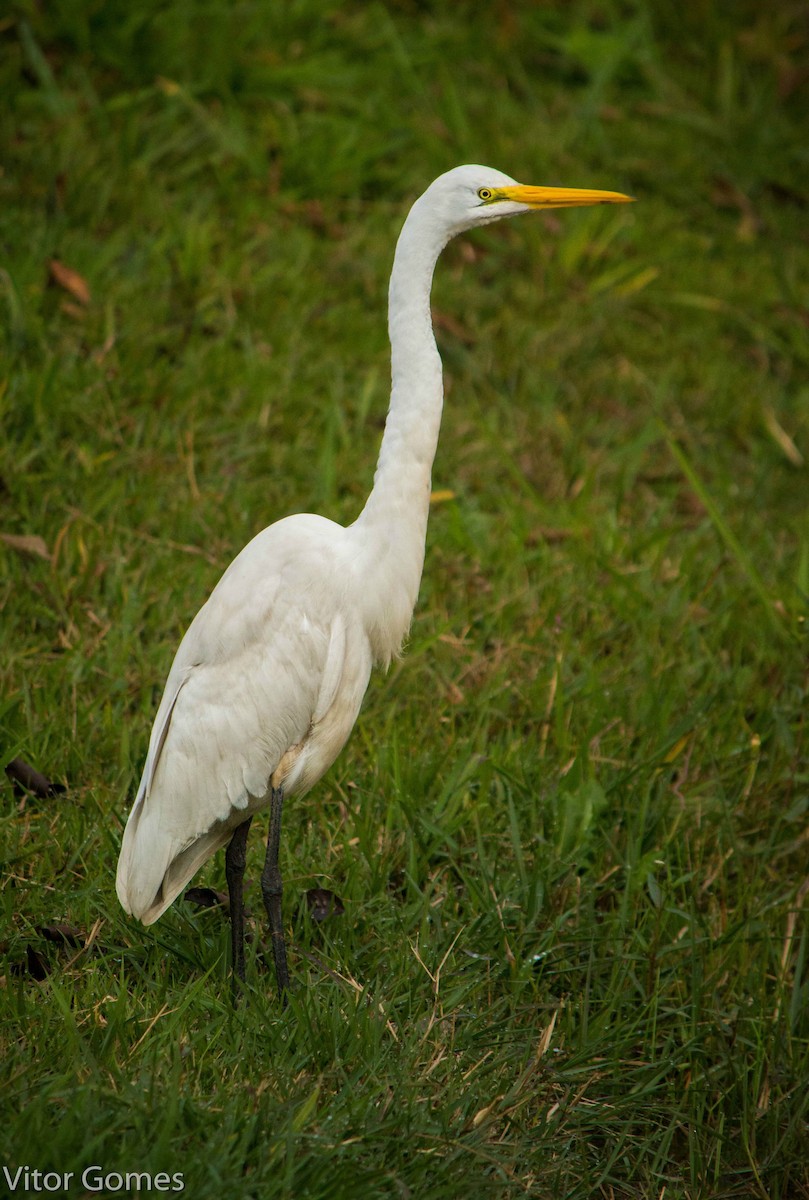 Great Egret - ML47461221