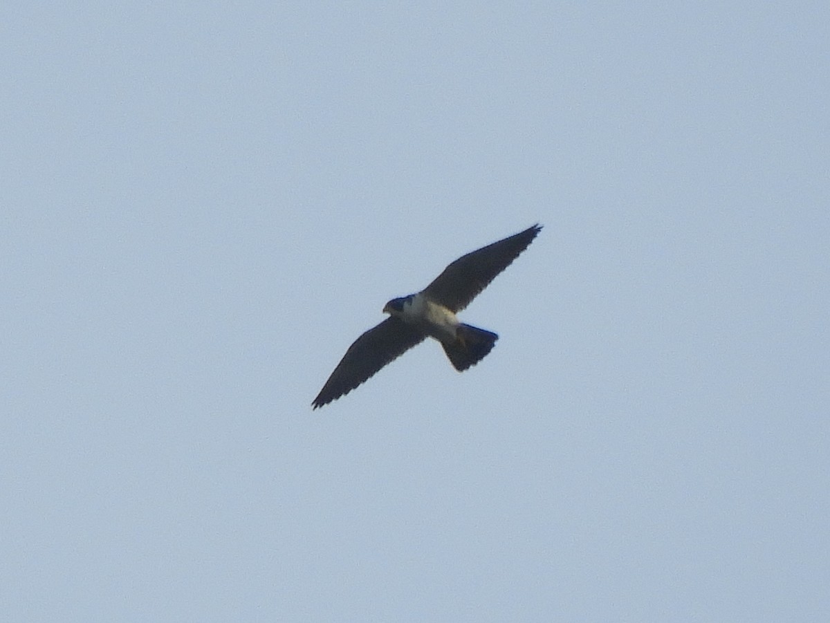 Peregrine Falcon - ML474612551