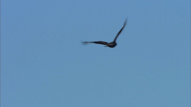 Rough-legged Hawk - ML474617