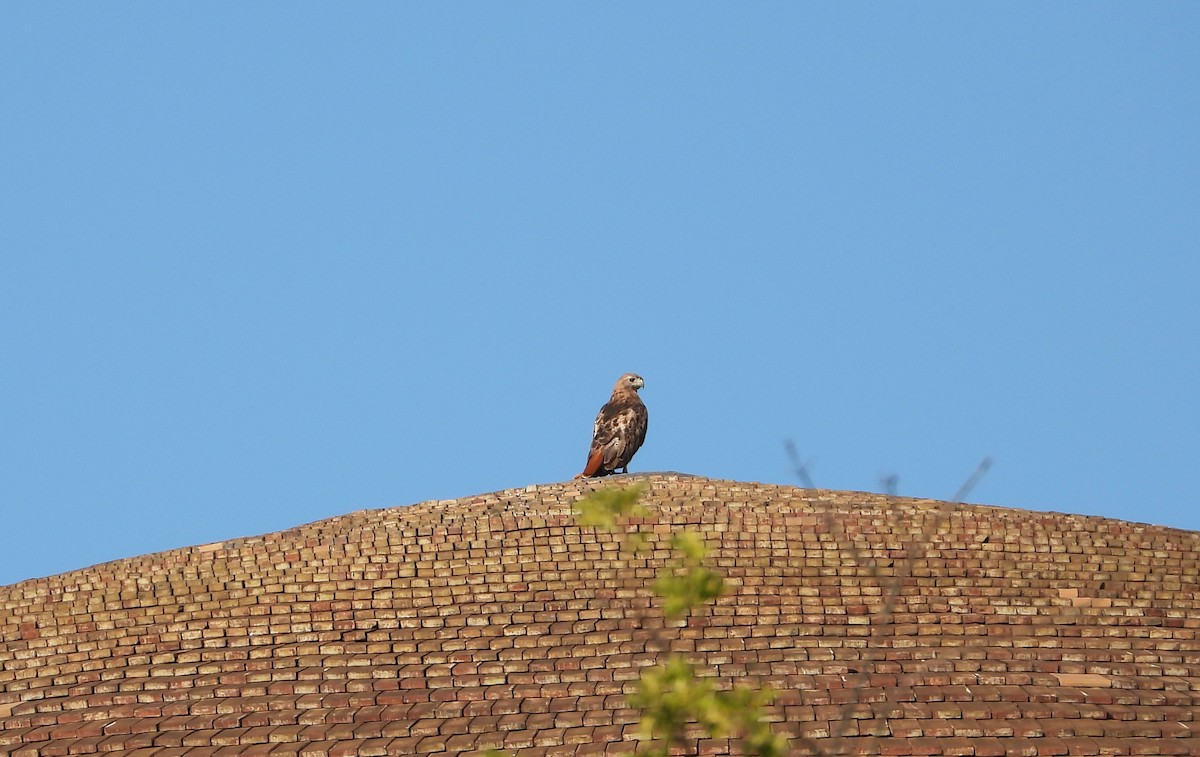 Red-tailed Hawk - ML474617041