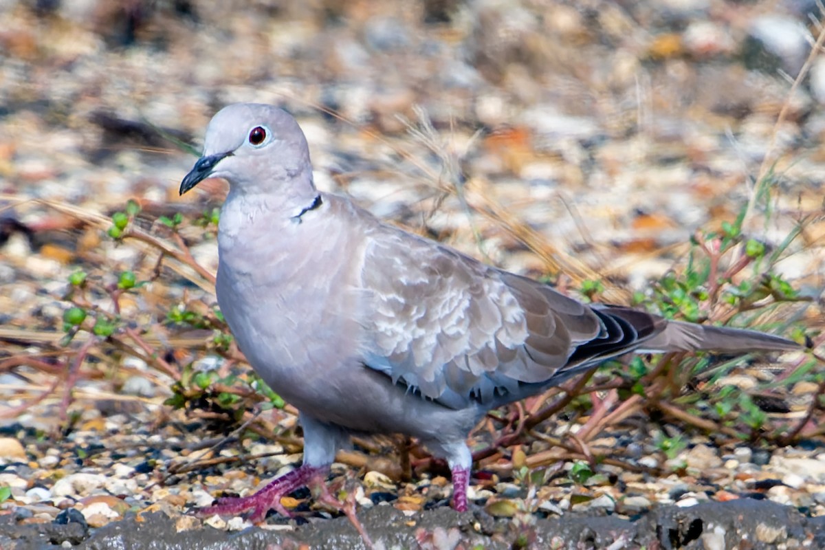 Eurasian Collared-Dove - ML474617141