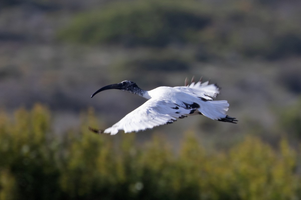 African Sacred Ibis - ML474619311