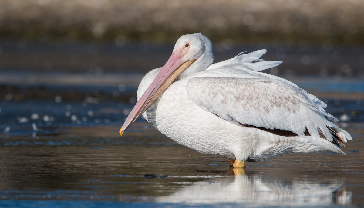American White Pelican - ML474621061