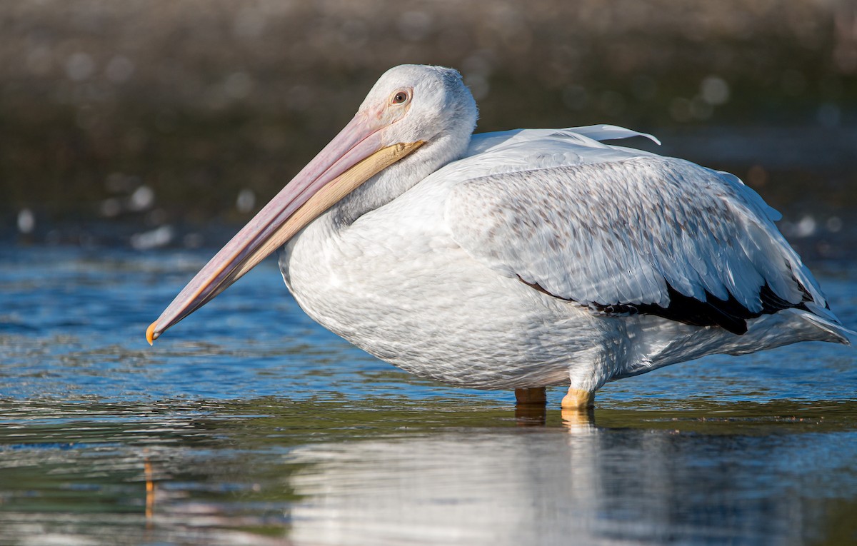 American White Pelican - ML474621071