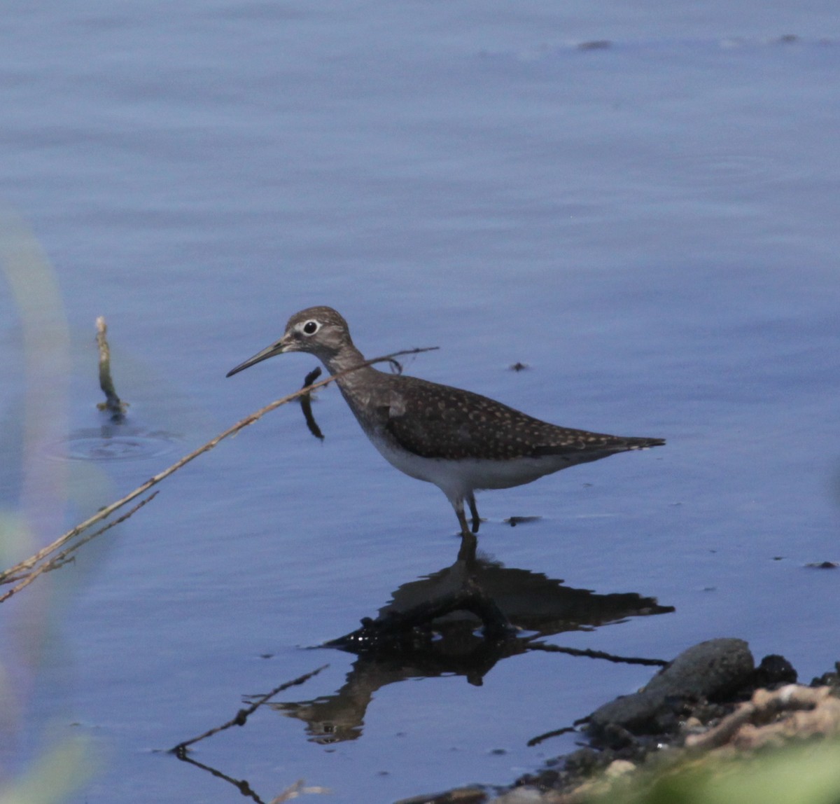 Solitary Sandpiper - ML474621671