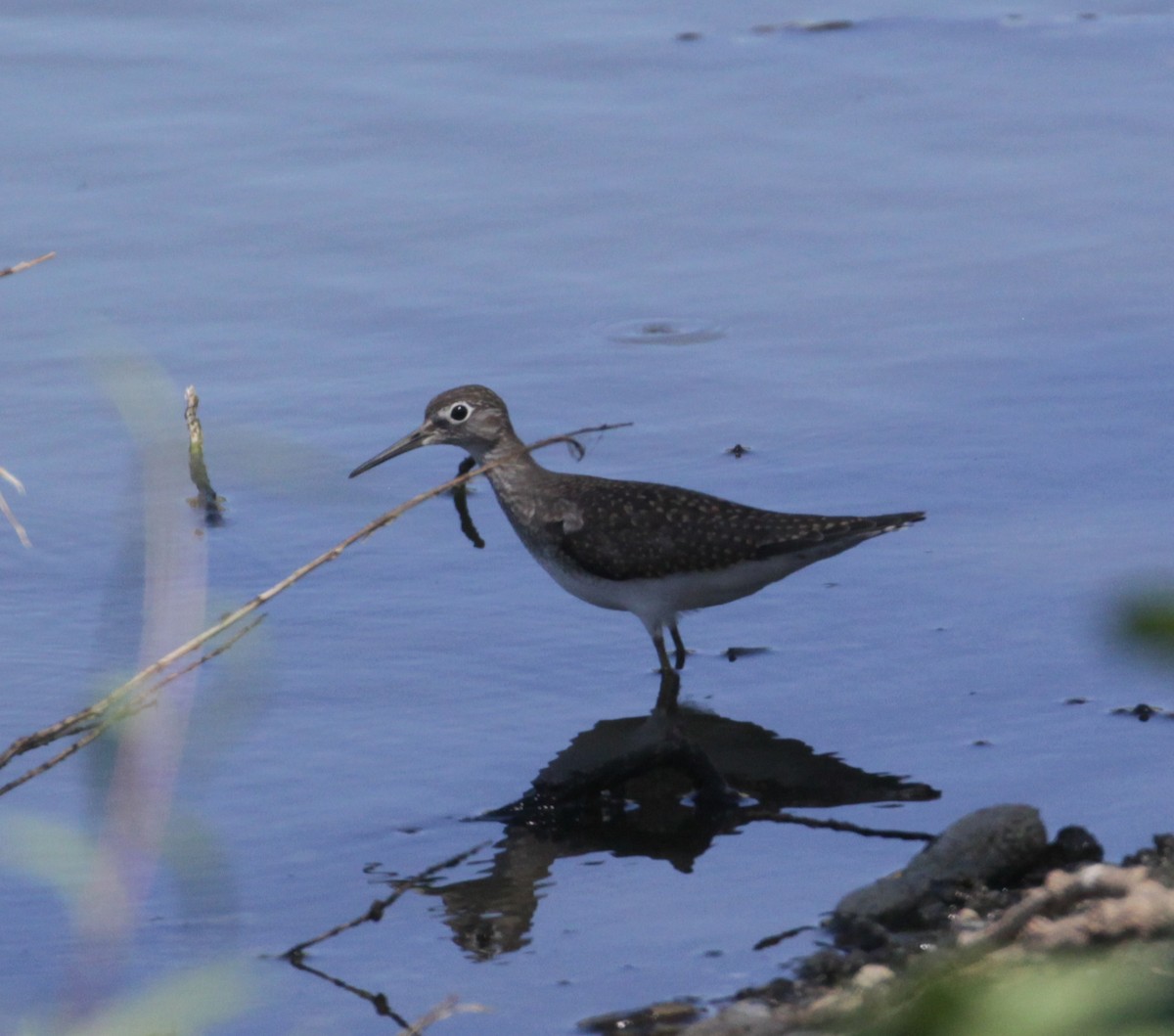 Solitary Sandpiper - ML474621681