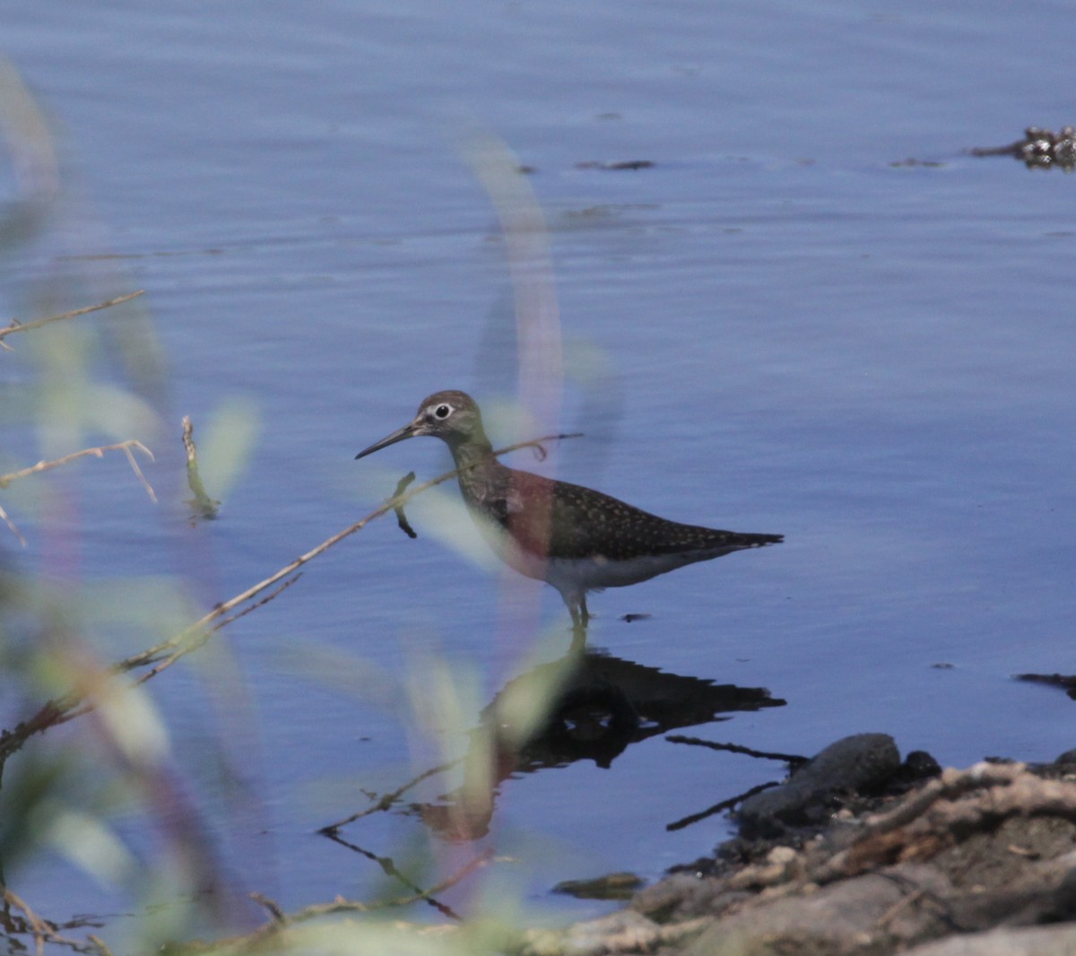 Solitary Sandpiper - ML474621691