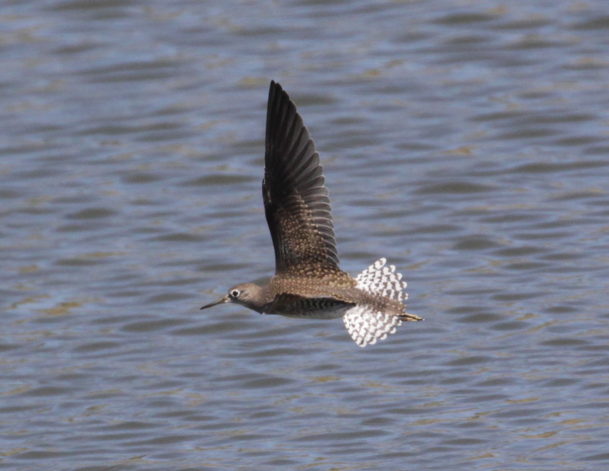 Solitary Sandpiper - ML474621701