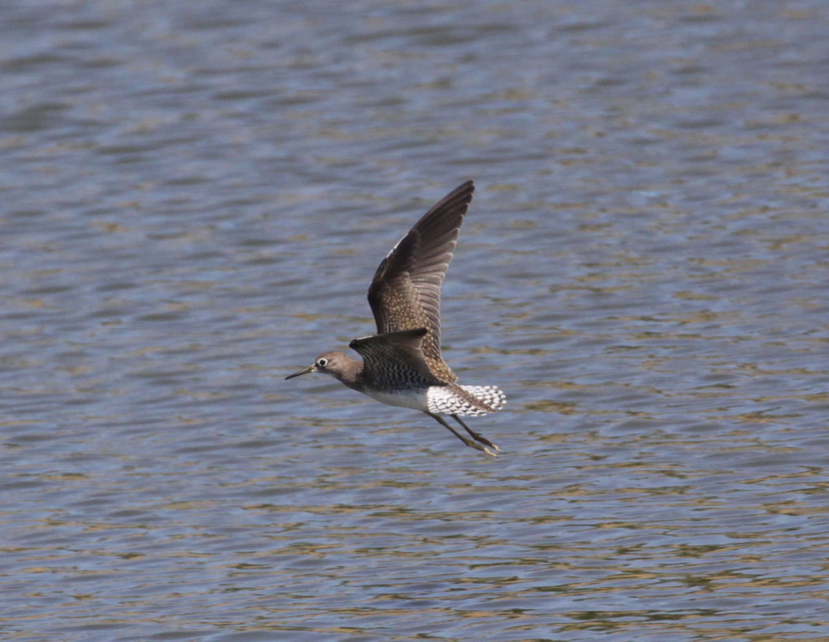 Solitary Sandpiper - ML474621711