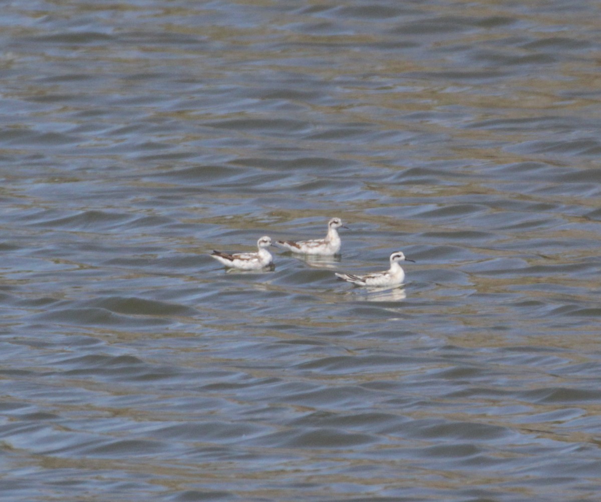 Red-necked Phalarope - ML474621981