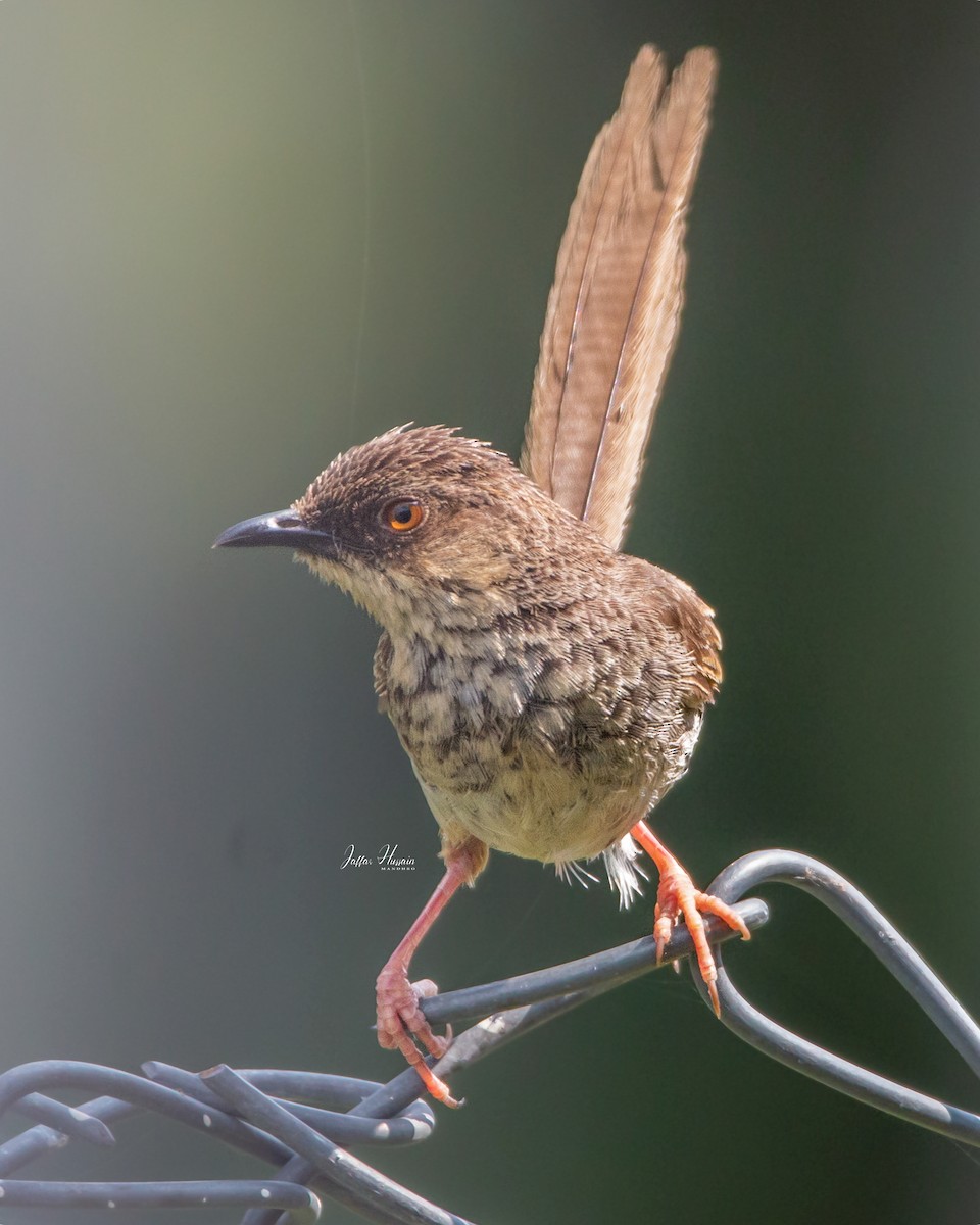 Prinia crinigère - ML474622761