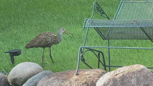 Limpkin - ML474624541