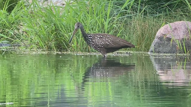 Limpkin - ML474624561