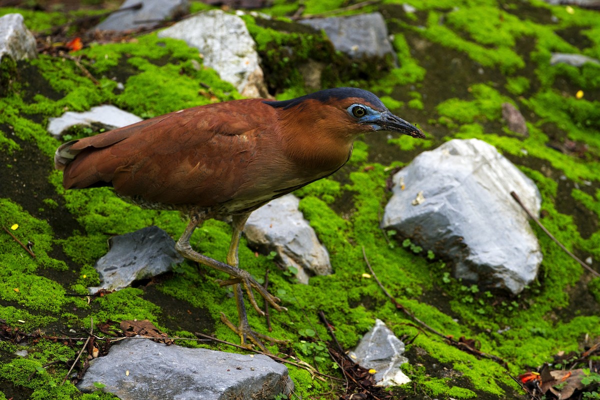 Malayan Night Heron - ML474624671