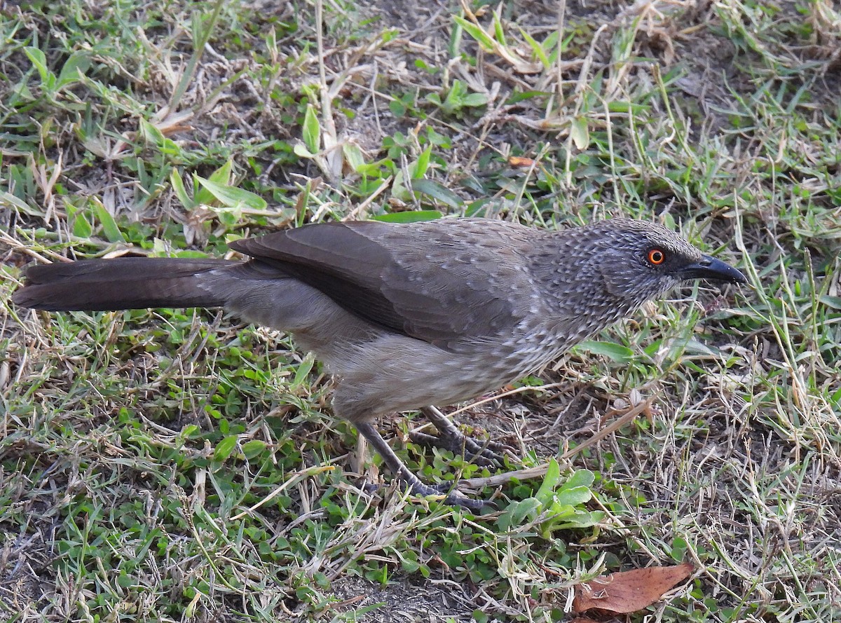 Arrow-marked Babbler - ML474624961