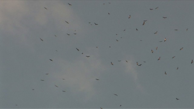 Broad-winged Hawk - ML474625