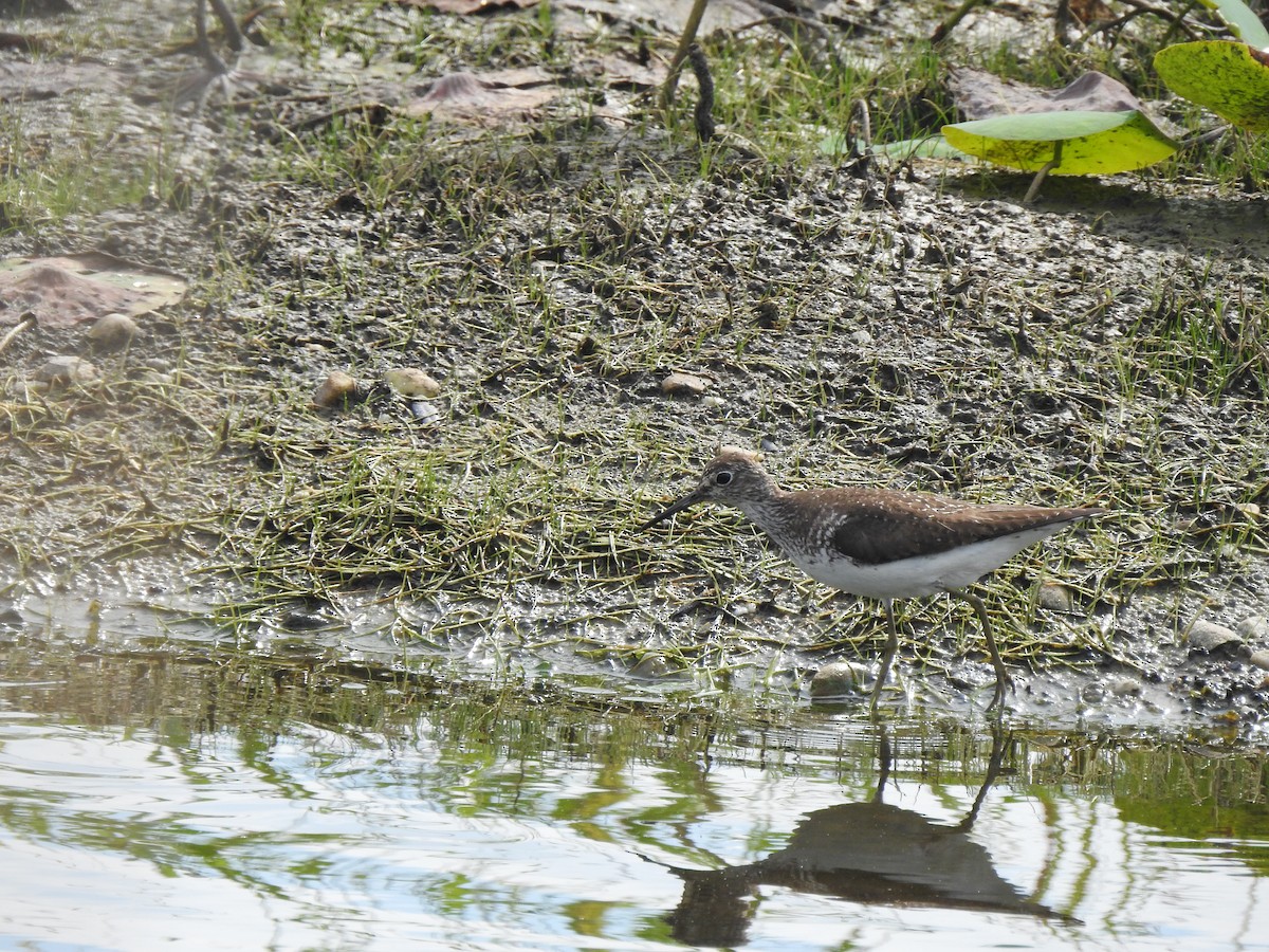Solitary Sandpiper - Tommy Maloney