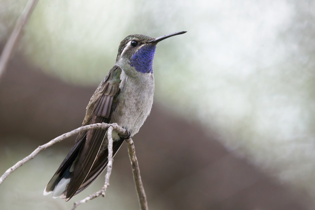 Colibrí Gorjiazul - ML474628851