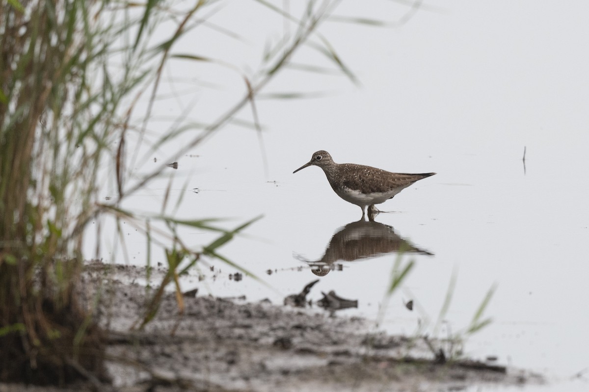 Solitary Sandpiper - ML474629861