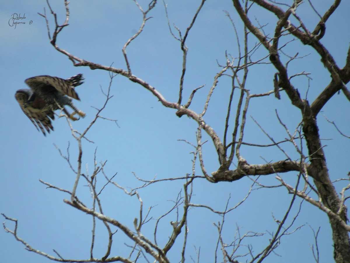 Ornate Hawk-Eagle - Rolando Chaparrea Cardenas