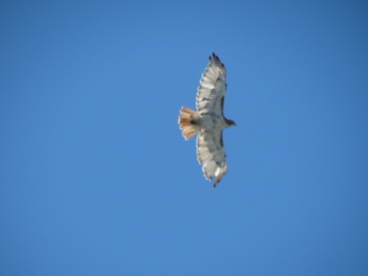 Red-tailed Hawk - Frank Durso