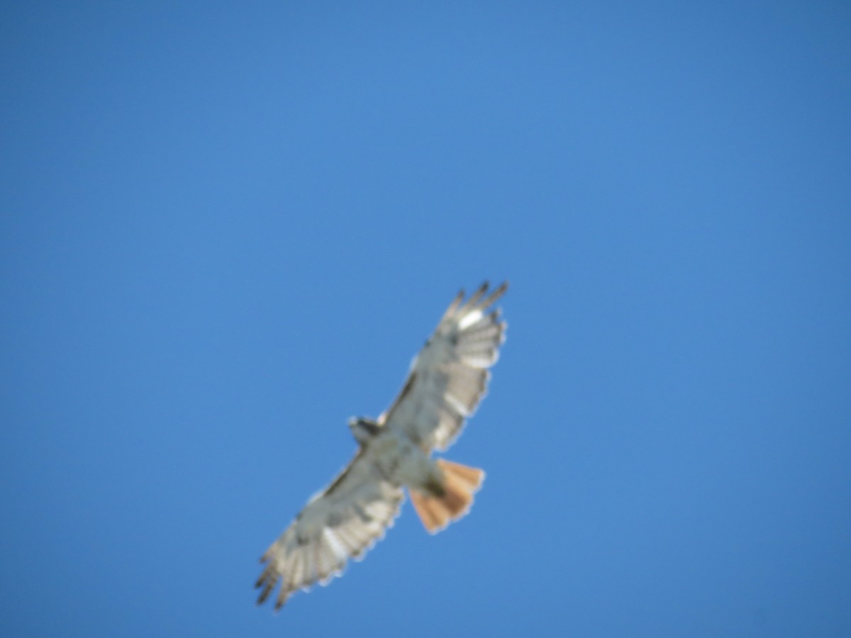 Red-tailed Hawk - ML474634011