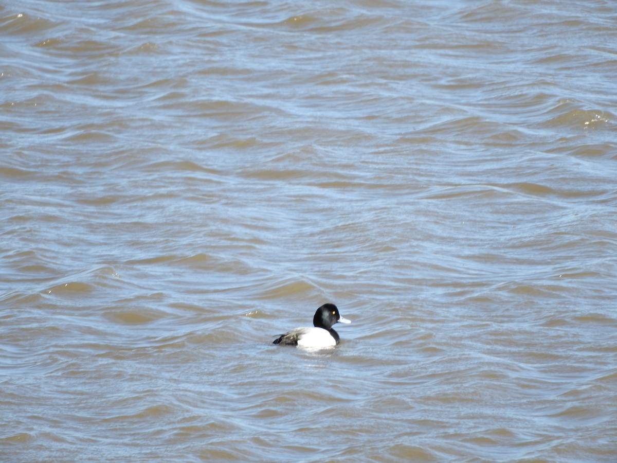 Greater Scaup - Chris Dean