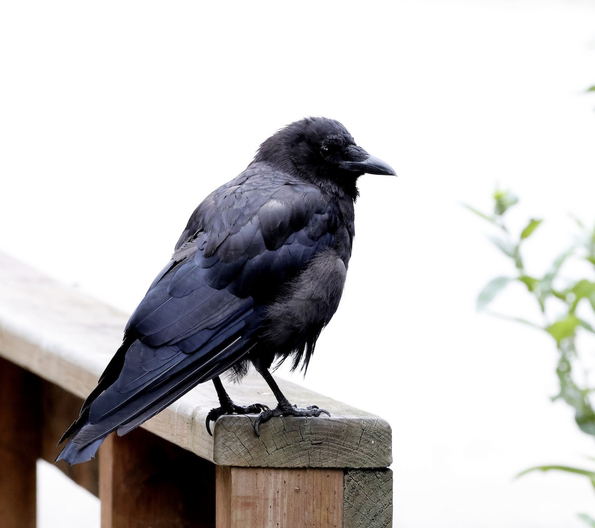 American Crow - ML474636041